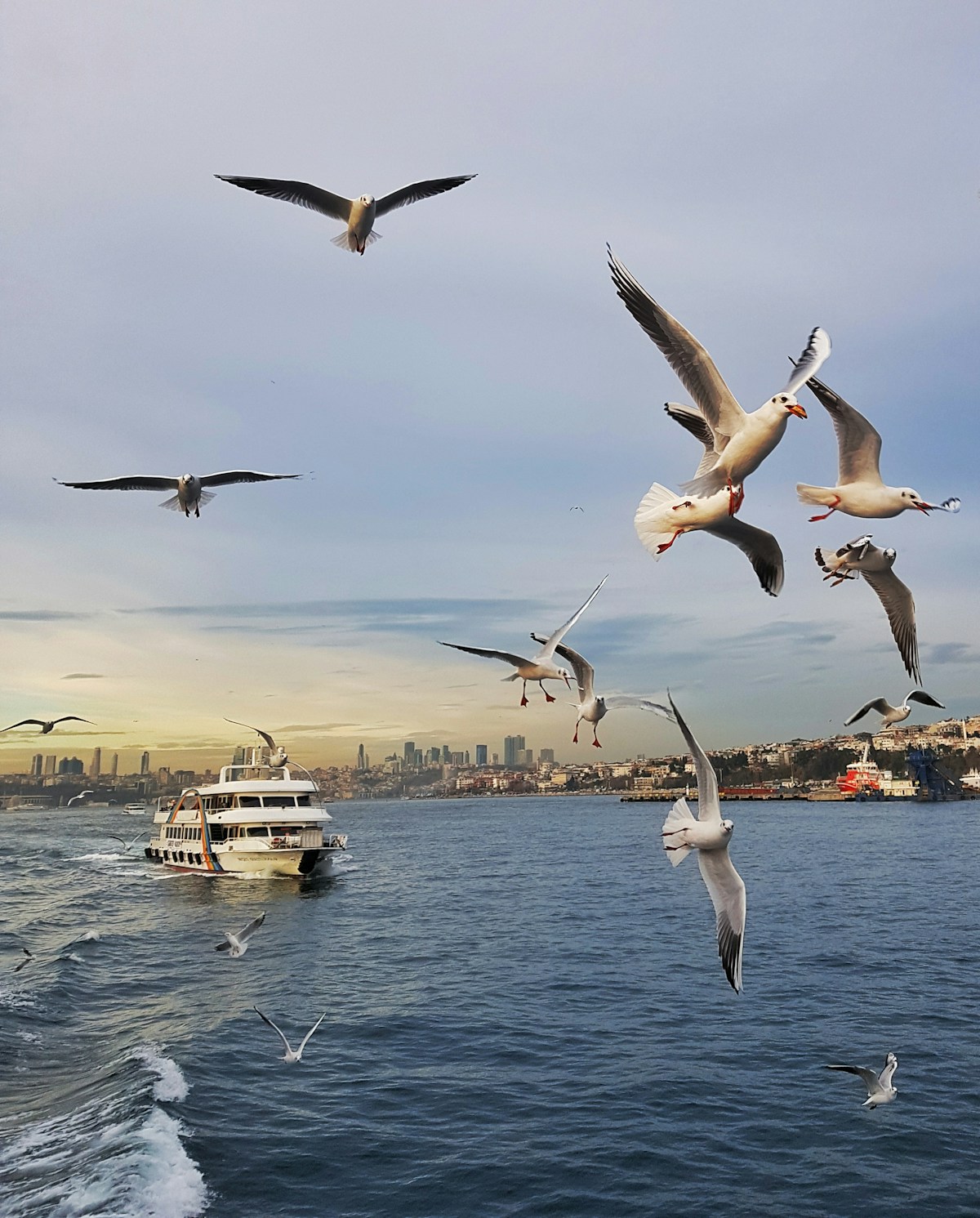 Seagulls hovering over the Bosphorus strait near Kadıköy, Istanbul, Turkey