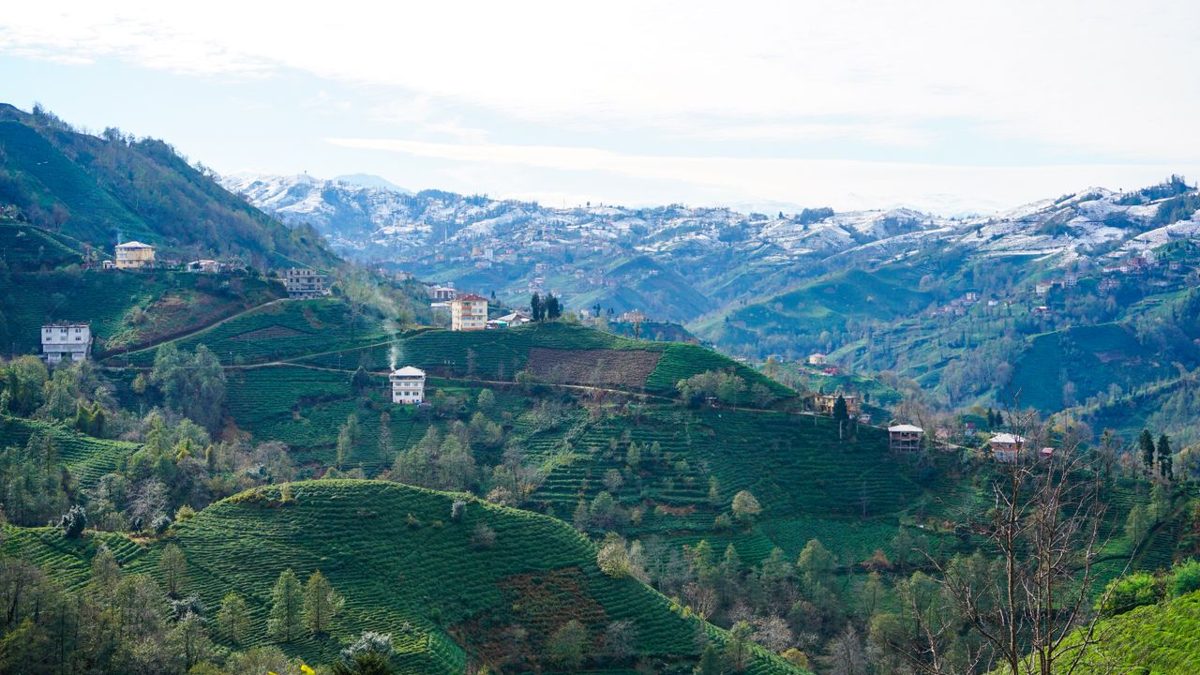 Rize