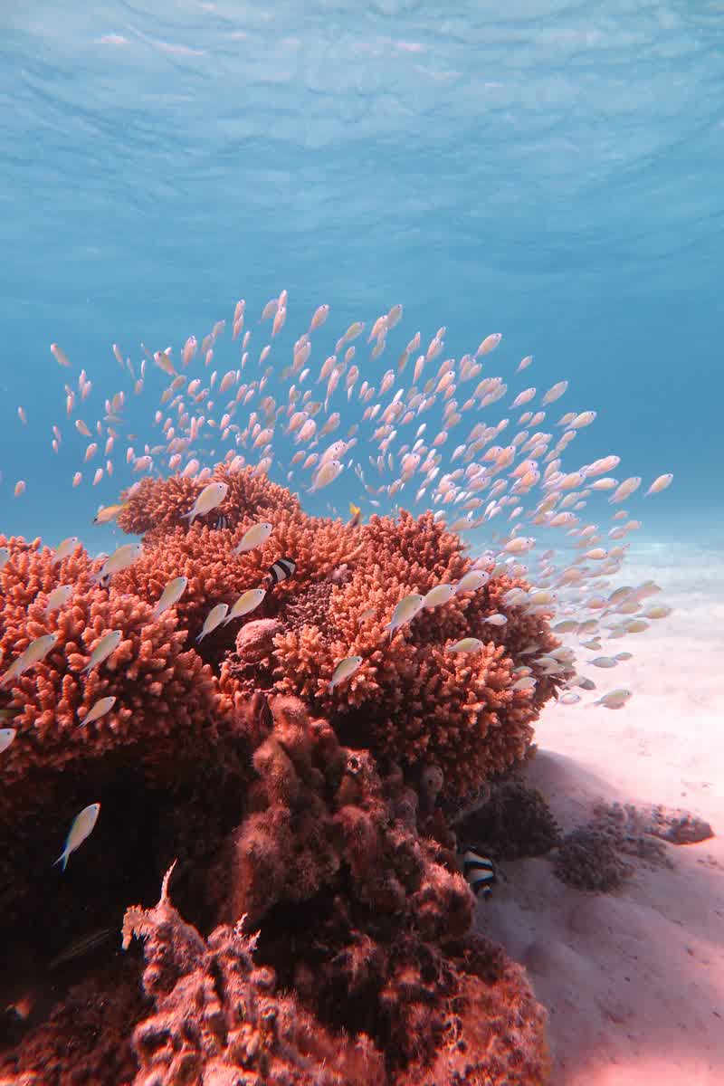School of fish swimming around a vibrant coral reef underwater